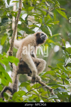 Western Hoolock Gibbon (Hoolock hoolock) Mutter mit Jungen, Gibbon Wildlife Sanctuary, Assam, Indien, gefährdete Stockfoto