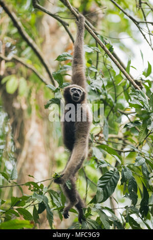 Western Hoolock Gibbon (Hoolock hoolock) Weiblich, Gibbon Wildlife Sanctuary, Assam, Indien, gefährdete Stockfoto