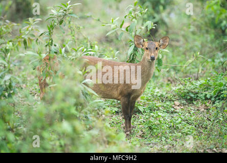 Hog Rotwild (Axis porcinus) Weiblich, Kaziranga National Park, Assam, Indien gefährdet Stockfoto