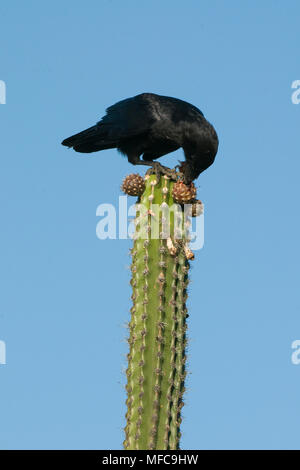 Hispaniolan Palm Krähen (Corvus palmarum) Isla Cabritos, Lago Enriquillo Nationalpark, der Dominikanischen Republik, Fütterung auf Kaktusfrüchte Stockfoto