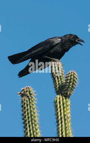 Hispaniolan Palm Krähen (Corvus palmarum) Isla Cabritos, Lago Enriquillo Nationalpark, Dominikanische Republik Stockfoto