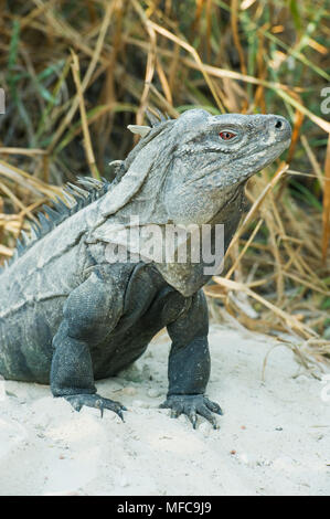 Ricordi oder Hispaniolan Boden Leguan, (Cyclura ricordii), kritisch bedrohte, Lago Enriquillo Nationalpark, Dominikanische Republik Stockfoto