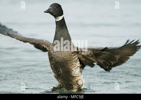 Pacific Black Brant (Branta Bernicla Nigricans) Puget Sound, Washington März Stockfoto