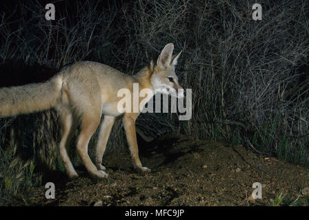 San Joaquin Kit Fox (Vulpes Macrotis Mutica) WILD, Carrizo Plain National Monument, Kalifornien vom Aussterben bedrohte Stockfoto
