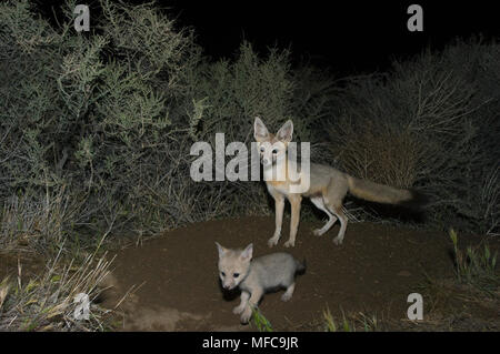 San Joaquin Kit Fuchs (Vulpes macrotis mutica) Erwachsene mit jungen Hund, Carrizo Plain, Kalifornien gefährdet: Nachts Kamera Trap Stockfoto