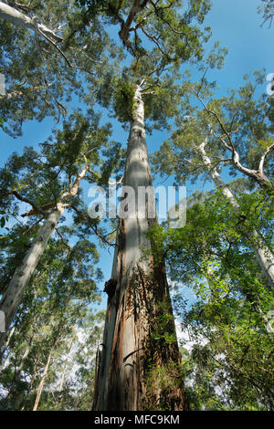 Riesigen Karri-Bäume (Eukalyptus Diversicolor) Big Tree Grove, bis zu 90 Meter hoch, in der Nähe von Northcliffe, Western Australia Stockfoto