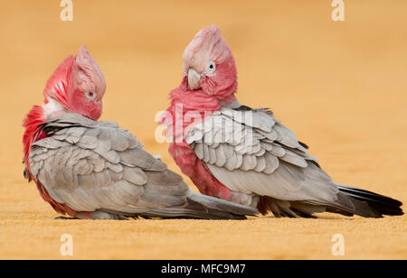 Rosakakadu oder Rose-breasted Cockatoo (Eolophus Roseicapilla), Pinnacles Desert, Nambung National Park, Western Australia Stockfoto