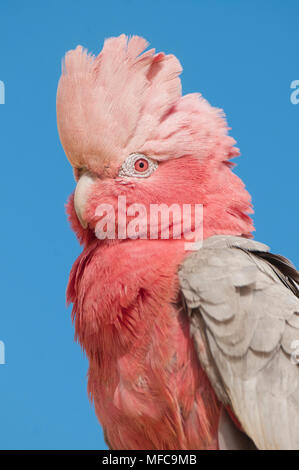 Rosakakadu oder Rose-breasted Cockatoo (Eolophus Roseicapilla), Pinnacles Desert, Nambung National Park, Western Australia Stockfoto