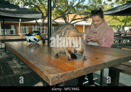 Quokka (Setonix Brachyurus), Scavenging auf Picknicktische, Rottnest Island, Perth, Western Australia, gefährdete Stockfoto