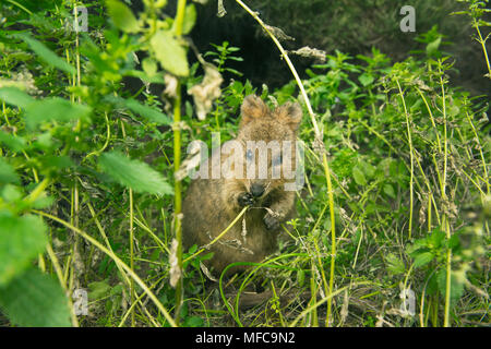 Quokka (Setonix Brachyurus) Rottnest Island, Perth, Western Australia, gefährdete Stockfoto