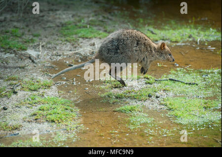 Quokka (Setonix Brachyurus) Rottnest Island, Perth, Western Australia, gefährdete Stockfoto