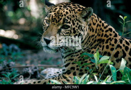 Panthera onca JAGUAR Kopf detail Belize, Mittelamerika gefährdeten Arten Stockfoto
