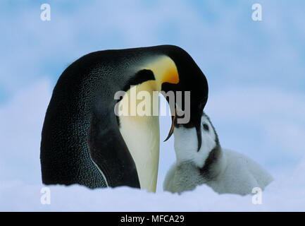 Kaiserpinguine Aptenodytes forsteri Fütterung junger, Antarktis Stockfoto