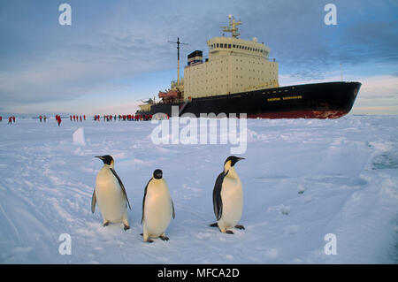 Kaiserpinguine Aptenodytes forsteri Gruppe von drei mit dem russischen Eisbrecher und Touristen hinter, Antarktis. Stockfoto