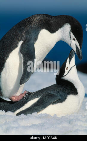 Zügelpinguin Pygoscelis antarctica Paar Paarung, South Sandwich Inseln, Sub-Antarctic Stockfoto