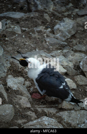 WESTERN GULL Larus occidentalis Essen live junge MURRE Farallon Island, Kalifornien, USA Stockfoto