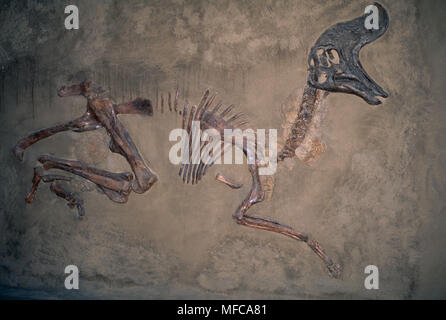DUCKBILL DINOSAURIER Lambeosaurus sp. Kreidezeit. Alberta, Kanada Stockfoto