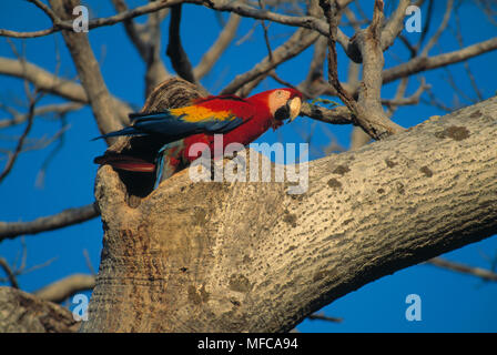 Hellrote ARA Ara macao im Nest hole, Nationalpark Palo Verde, Costa Rica Stockfoto