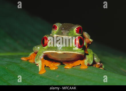 RED-eyed Tree frogs Paarung Agalychnis sp. Costa Rica Stockfoto