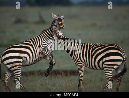 BURCHELL'S ZEBRA Equus burchelli oder Ebenen zwei Männer kämpften, Masai Mara Natl Res, Kenia, Afrika Bild Reihenfolge: Nr. 2 vom 2. Stockfoto