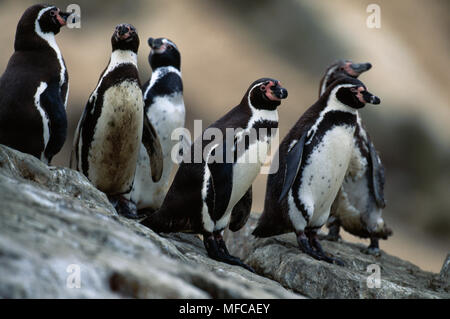 HUMBOLDT'S PINGUINE Spheniscus humboldti Ballestas Inseln, Peru Stockfoto