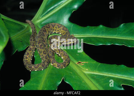 Wimpern VIPER grünes Formular Anolis schlegelii Arenal Nationalpark, Costa Rica Stockfoto
