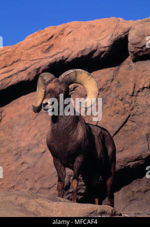 DESERT Bighorn sheep Ovis canadensis Ram auf dem Felsvorsprung Nordamerika Stockfoto