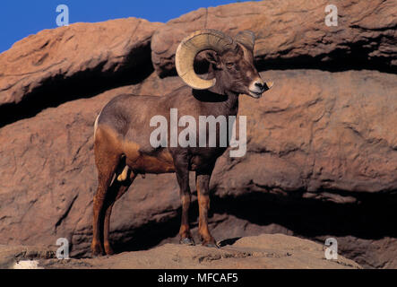 MEXICAN BIGHORN SCHAF Ovis canadensis Mexicana männlich, auf Felsvorsprung Stockfoto