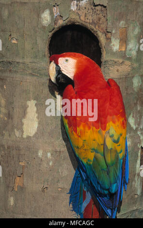 Hellrote ARA Ara macao im Nest hole, Tambopata Reserve, Peru Stockfoto