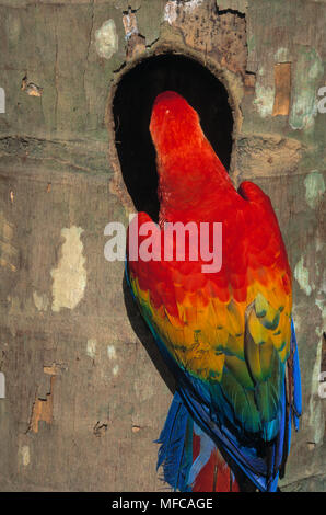 Hellrote ARA Ara macao im Nest Loch in Palm, Tambopata Reserve, Peru Stockfoto