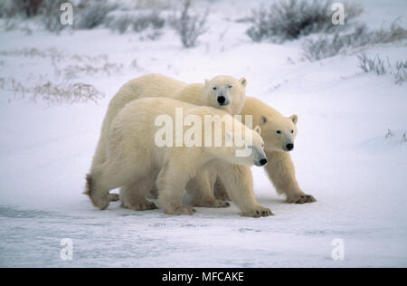 POLAR BEAR Weibchen mit zwei jungen Ursus maritimus Churchill, Manitoba, Kanada Stockfoto