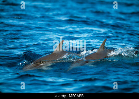 SPINNER DELFINE Hawaiian rennen Stenella longirostris zwei Schwimmen an der Wasseroberfläche Midway Atoll, Hawaii, USA. Stockfoto