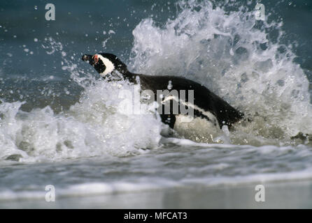 MAGELLANIC PENGUIN, Spheniscus magellanicus Leistungsschalter Falkland Inseln, Süd Atlantik Stockfoto