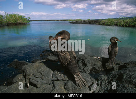 Zwei flugunfähigen Kormoran Phalacrocorax harrisi auf Felsen, einer putzt. Fernandina ist, Galapagos Inseln, Pazifik Stockfoto