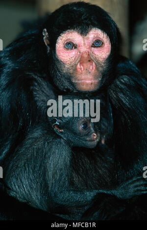 Oder GUIANAN RED-FACED BLACK SPIDER MONKEY mit Baby Ateles paniscus paniscus Brownsberg Park, Surinam Stockfoto