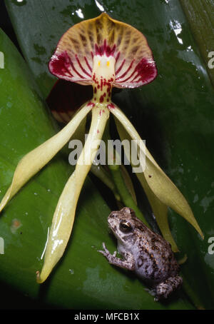 BLACK ORCHID mit kleinen Kröte Encyclia cochleata (Kröte Arten nicht bekannt) nationale Blume von Belize Stockfoto