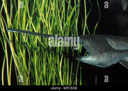 PADDLEFISH Polyodon spathula Paddel Sinne elektrische Felder. In den Flüssen und Bächen der südöstlichen USA gefunden. Stockfoto