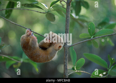 Zwei-TOED oder SILKY ANTEATER Zyklopen didactylus Schlafen, auf Zweig Caroni Swamp, Trinidad, West Indies ausgesetzt Stockfoto