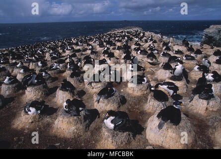 IMPERIAL KORMORAN Phalacrocorax albiventer atriceps Kolonie Seelöwen Island, Falkland Inseln auch als Imperial Shag, König Kormoran oder B bekannt Stockfoto