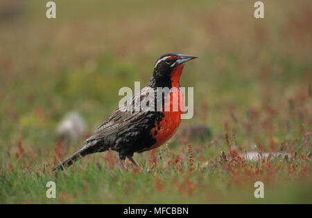 LONG-TAILED MEADOWLARK Sturnella loyca falklandia Sanders Island, Falkland Inseln Stockfoto