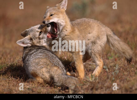 Patagonische Fox Cubs spielen Dusicyon griseus Torres del Paine Natl Pk, Chile Stockfoto