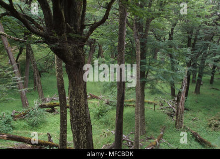 Südliche buche wald Nothofagus sp. Torres del Paine National Park, Patagonien, Chile Stockfoto