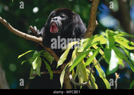 MANTLED BRÜLLAFFE Alouatta palliata männlichen heulen Corcovado National Park, Costa Rica, Mittelamerika Stockfoto