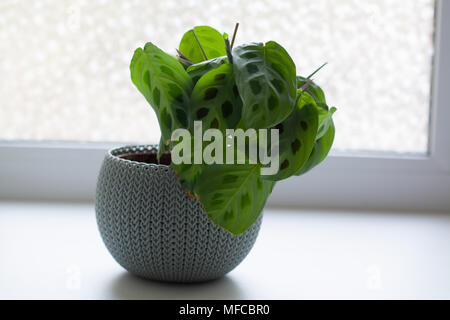 Maranta leuconeura Werk in hellblau auf weiß gerippt Topf in der Nähe der Fenster isoliert Stockfoto