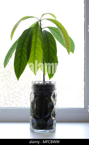 Avocado Baum sprießen in Glas Bierkrug von weiß in der Nähe der Fenster isoliert Stockfoto