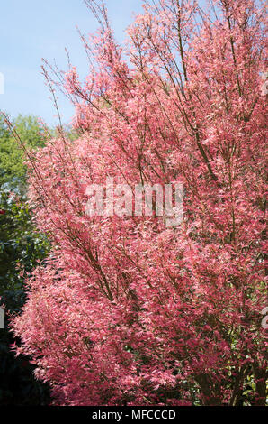 Acer palmatum Wilson's Rosa Zwerg, blass rosa Laub im späten Frühjahr in einen Englischen Garten Stockfoto