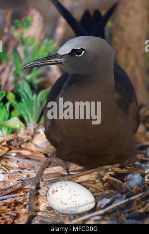 Gemeinsame NODDY, Anous stolidus am Nest; Australien Stockfoto