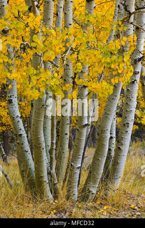 Herbst beben Espen, Populus tremuloides Stockfoto