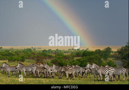 Regenbogen und gemeinsamen Zebras, Equus burchelli, Masai Mara, Kenia Stockfoto