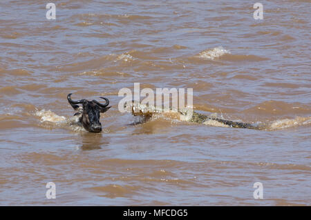 Gnus von Krokodil, whle Kreuzung Mara Fluss während der Migration; Masai Mara, Kenia angegriffen. Stockfoto